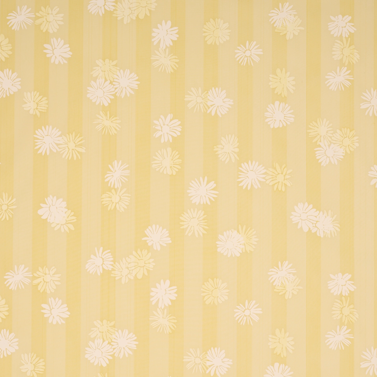 Jackie's Daisy_ BUTTERCUP