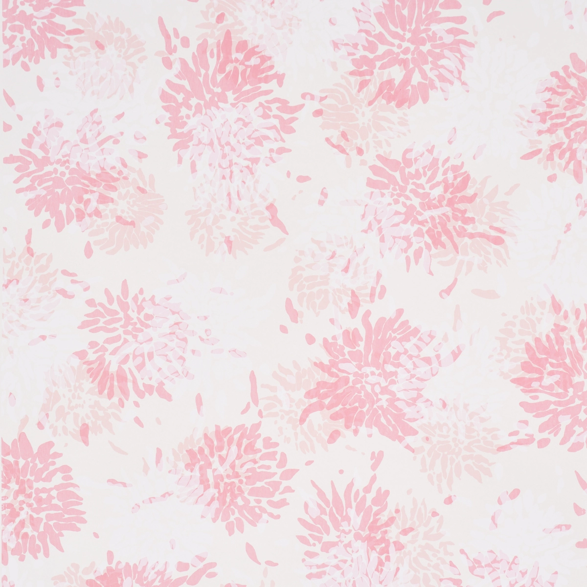 CHRYSANTHEMUM BY TILLETT_ PINKY