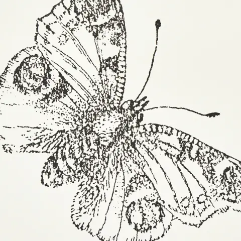 BURNELL BUTTERFLY_ IVORY