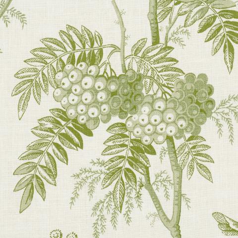 Brantwood Vine