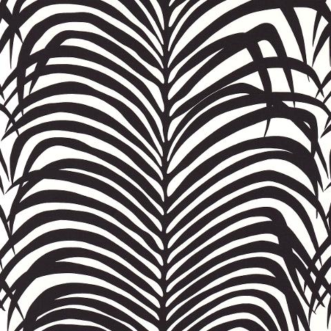 ZEBRA PALM
