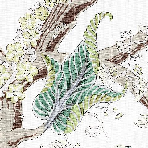 Indian Arbre