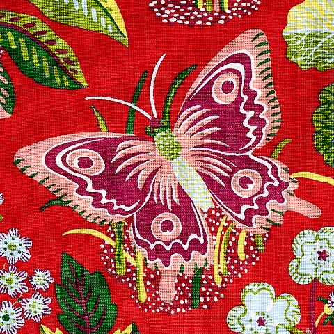 Exotic Butterfly