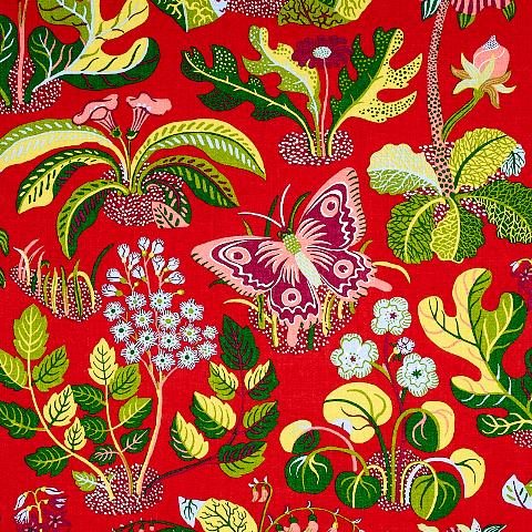 Exotic Butterfly