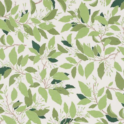DOGWOOD LEAF