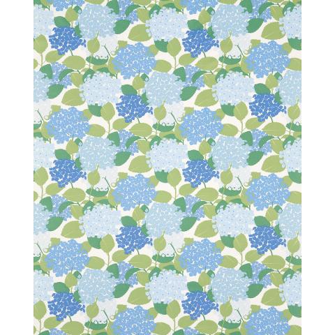 Hydrangea