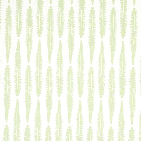 FERN