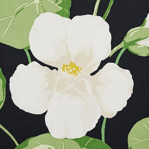 Nasturtium