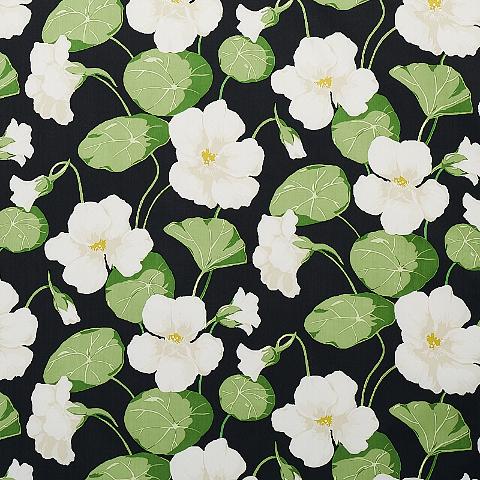 Nasturtium