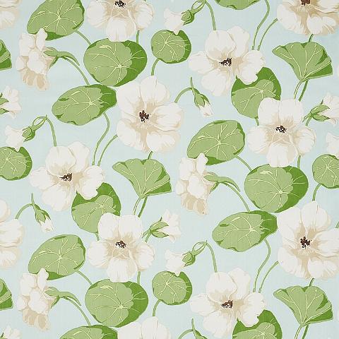 Nasturtium