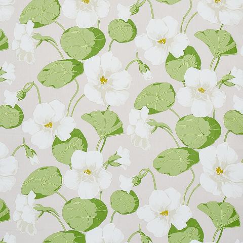 Nasturtium