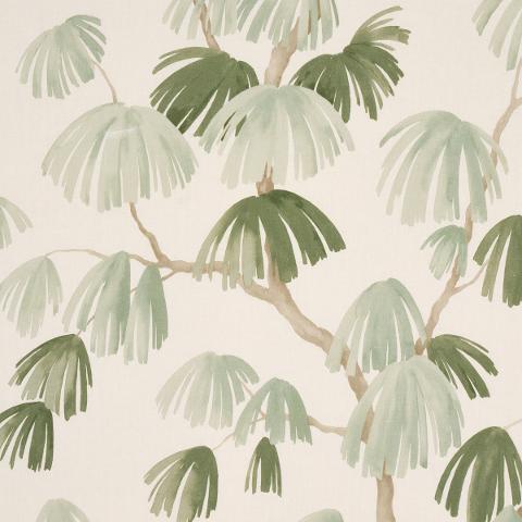 WEEPING PINE