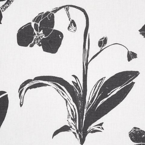 Orchids Have Dreams