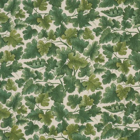 EDINBURGH VINE