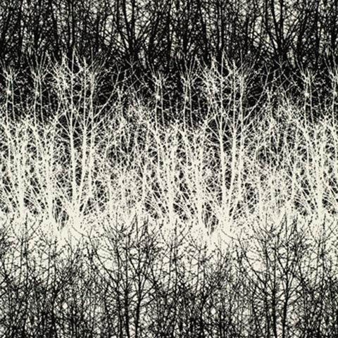 Birches