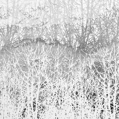 BIRCHES