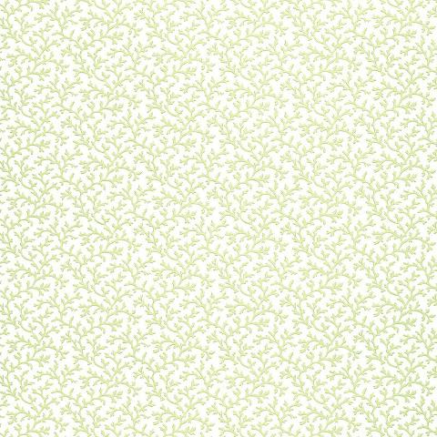 CORAL VINE