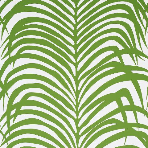 ZEBRA PALM
