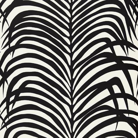 ZEBRA PALM