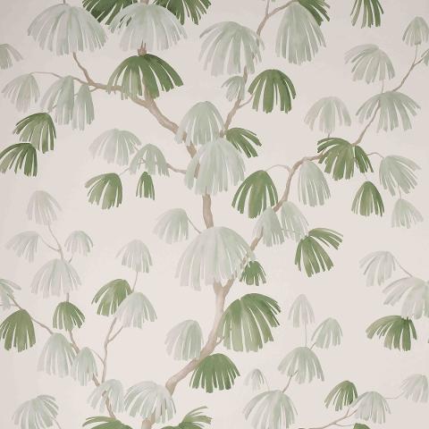 WEEPING PINE