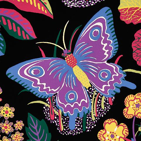 Exotic Butterfly