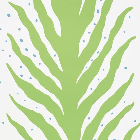Creeping Fern