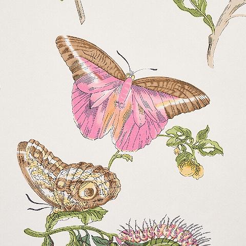 Baudin Butterfly