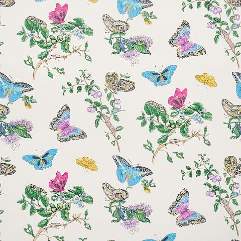 BAUDIN BUTTERFLY