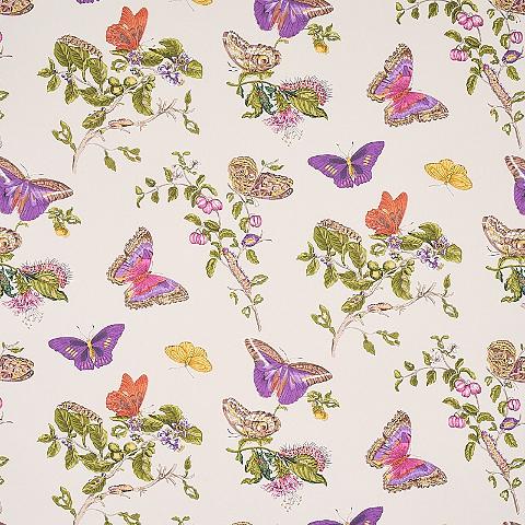 BAUDIN BUTTERFLY