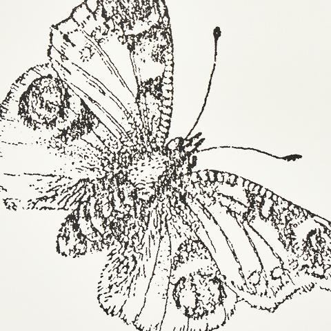 Burnell Butterfly