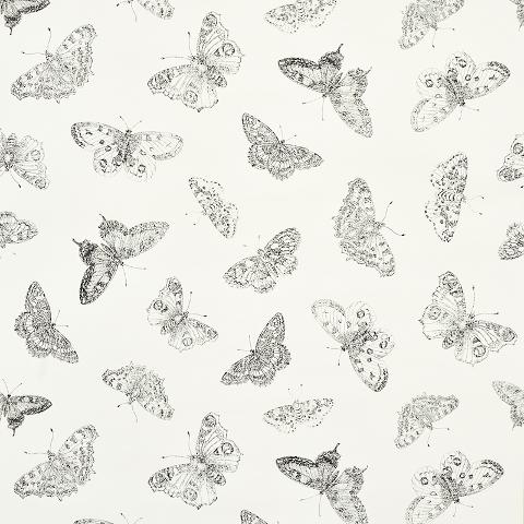 Burnell Butterfly