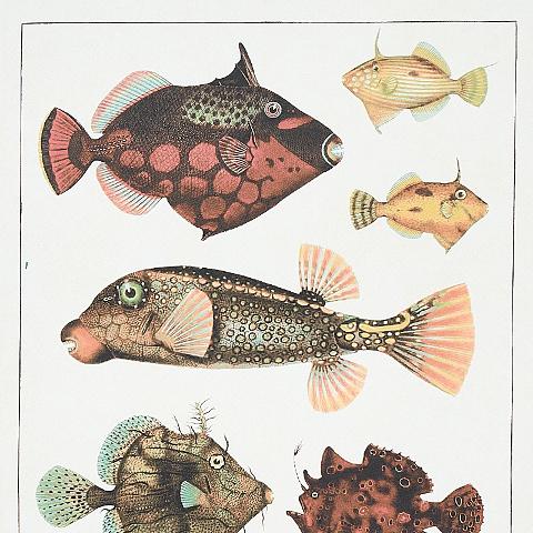 Bauhin