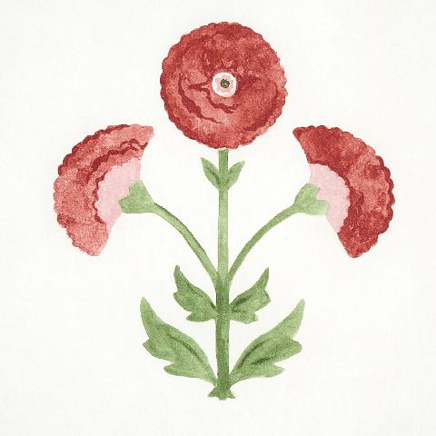 Saranda Flower