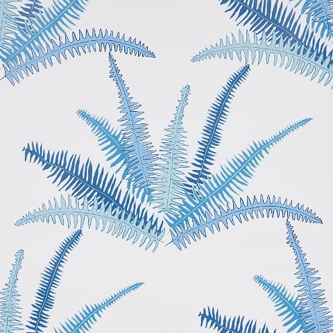 CANYON FERNS