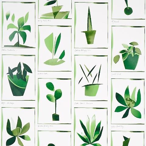 BOTANICALS