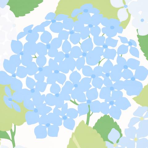 Hydrangea