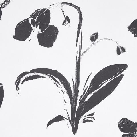 Orchids Have Dreams