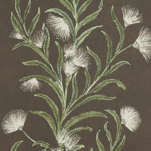 Tasmanian Mimosa