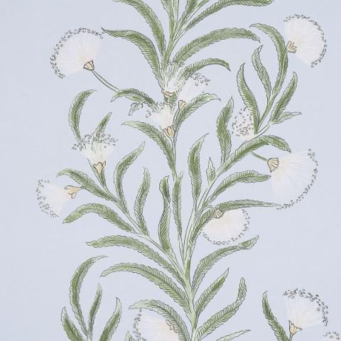 Tasmanian Mimosa