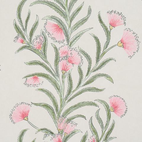 Tasmanian Mimosa