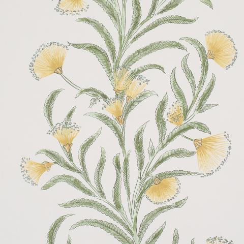 Tasmanian Mimosa