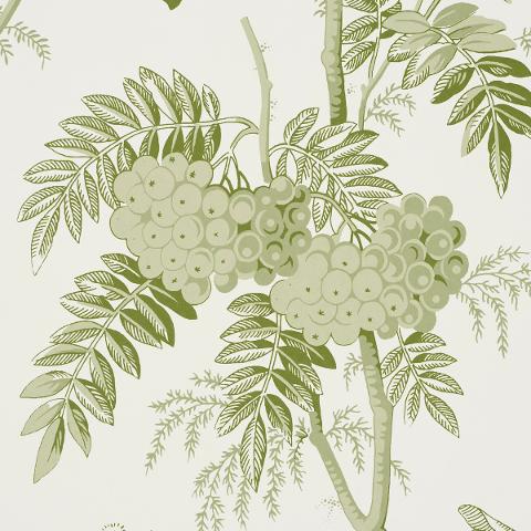Brantwood Vine