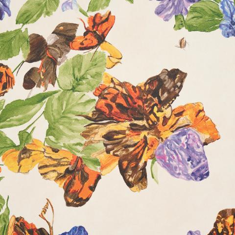 Pyne Butterfly