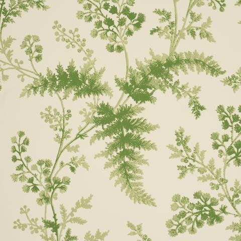 Maidenhair