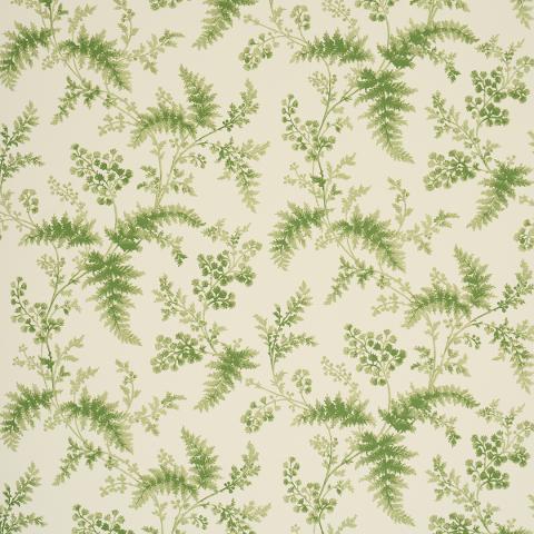 Maidenhair