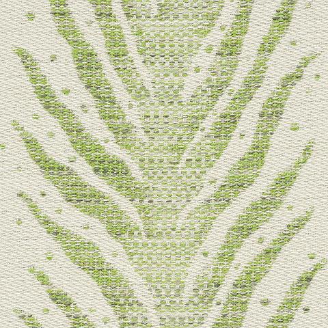 Creeping Fern