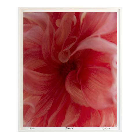 Dahlia - A