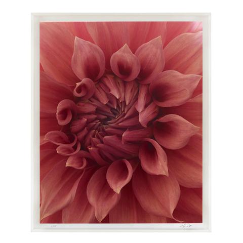 Dahlia - C