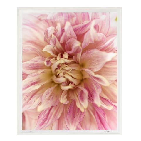 Dahlia - D