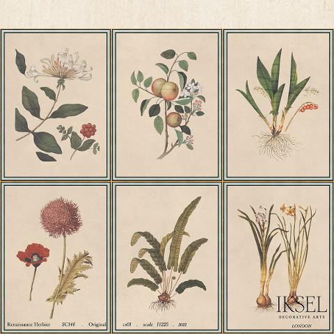 Renaissance Herbier